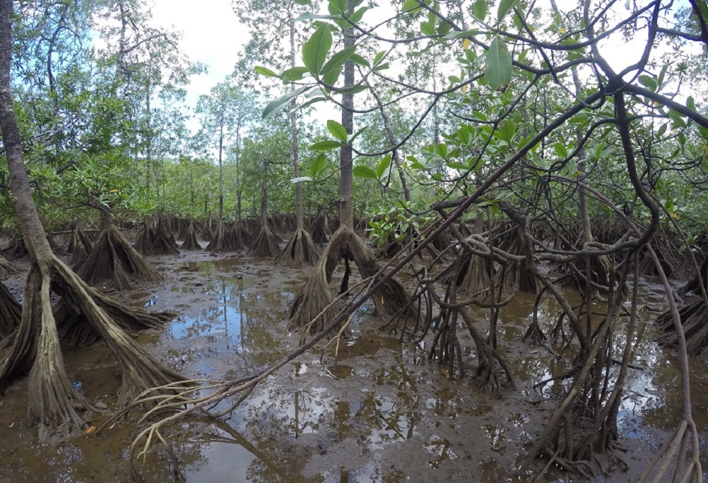 Una legislación para la biodiversidad